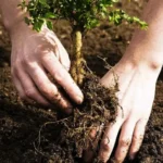 Syksy voittaa kevään – paras aika istuttaa puut ja monivuotiset kukat