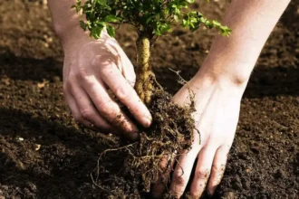 Syksy voittaa kevään – paras aika istuttaa puut ja monivuotiset kukat