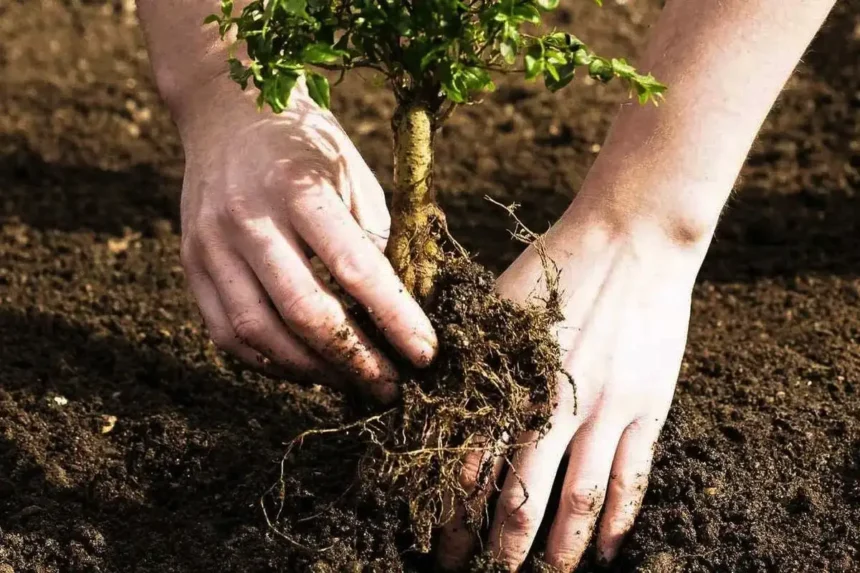 Syksy voittaa kevään – paras aika istuttaa puut ja monivuotiset kukat