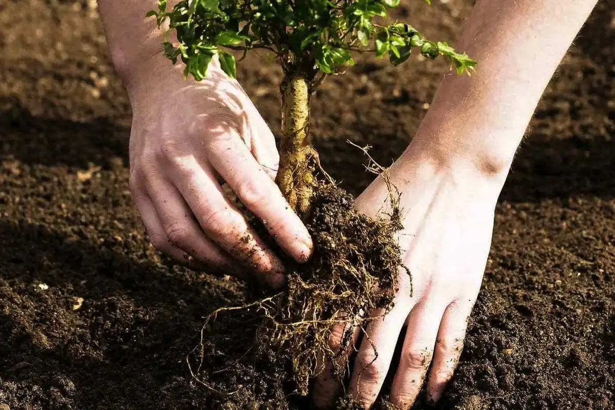 Syksy voittaa kevään – paras aika istuttaa puut ja monivuotiset kukat