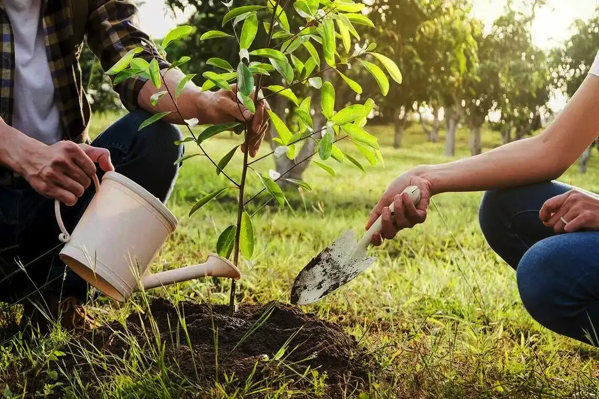 Syksy voittaa kevään – paras aika istuttaa puut ja monivuotiset kukat