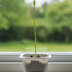 Rahakasvi tuo runsauden kotiin – kasvaa vaikka jogurttipurkissa