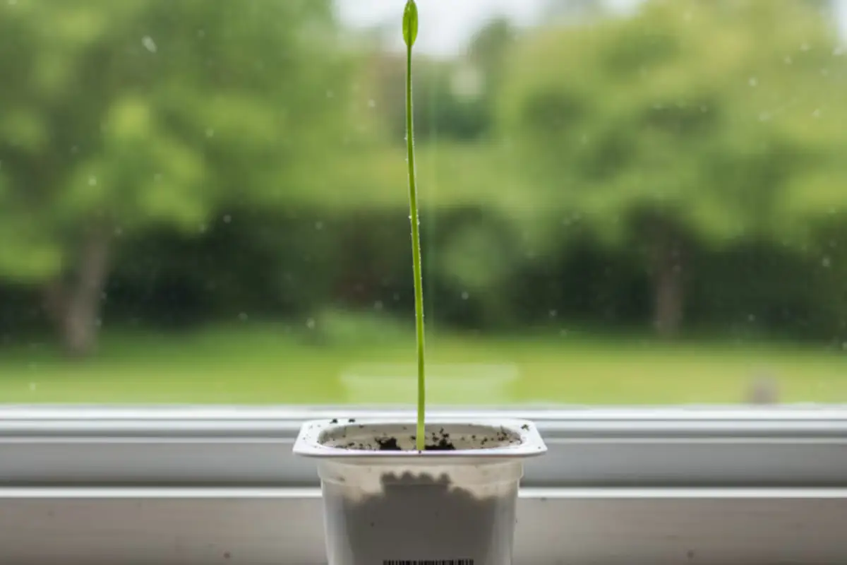 Rahakasvi tuo runsauden kotiin – kasvaa vaikka jogurttipurkissa