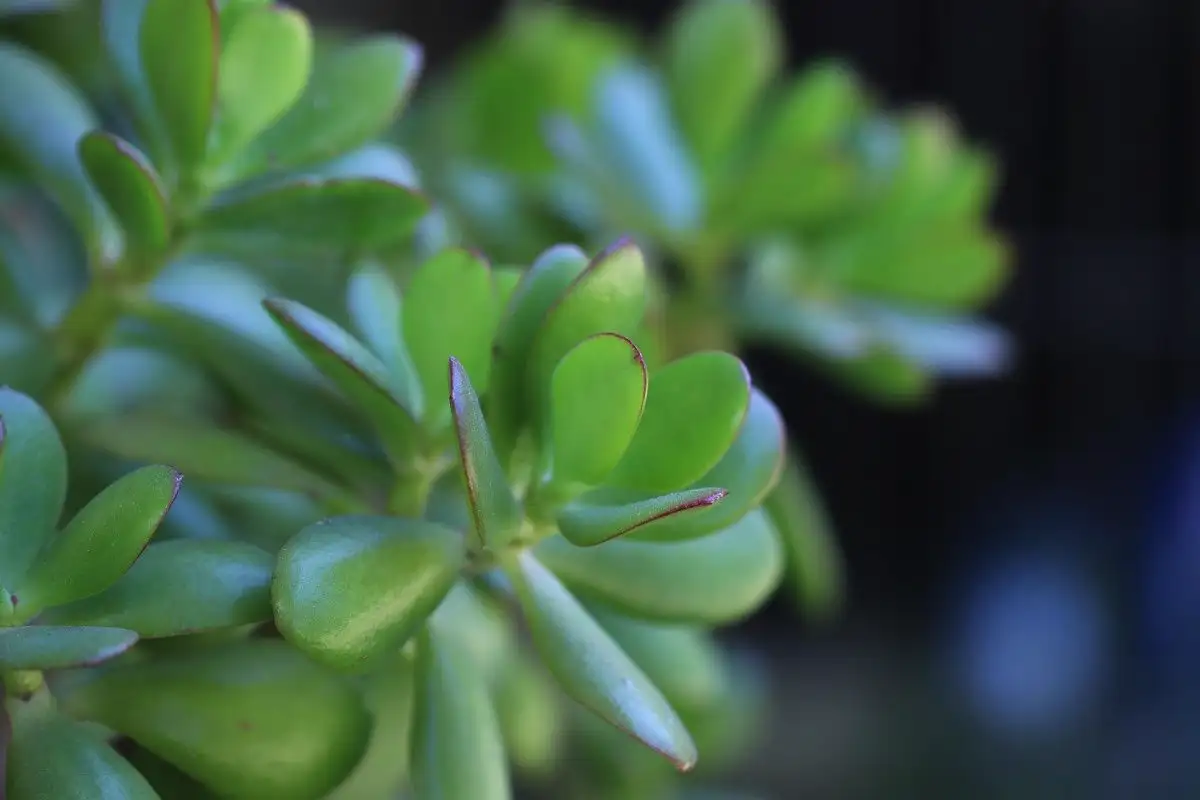 Rahakasvi tuo runsauden kotiin – kasvaa vaikka jogurttipurkissa