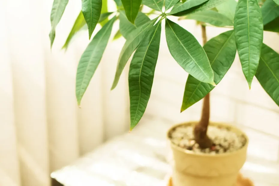 Rahapuu keskelle pöytää – tämä kasvi houkuttelee vaurautta kotiisi!