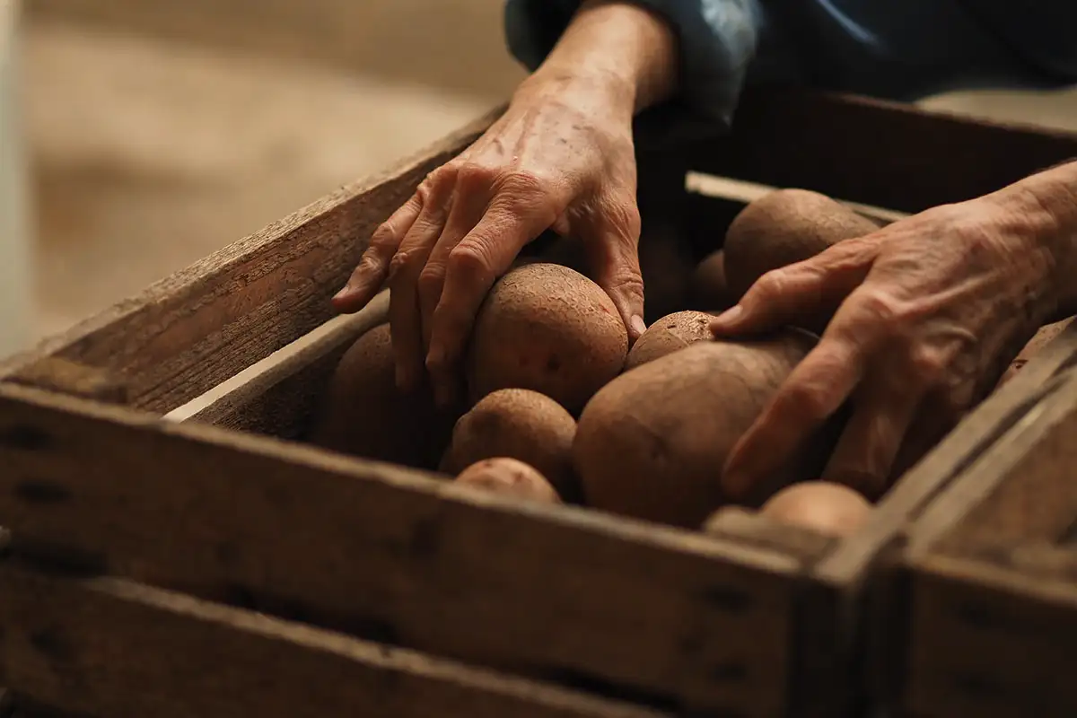 Miten säilyttää perunat tuoreina kuukausia – yksi tavallinen hedelmä pitää ituja ja pehmenemisen loitolla vaikka puoli vuotta
