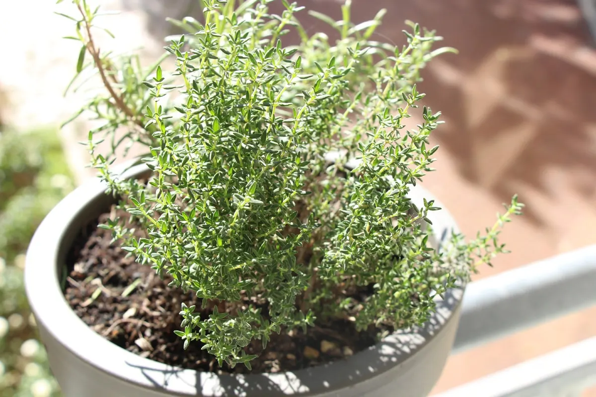 Missä säilyttää timjamia kotona, jotta se vetää puoleensa runsautta – Feng Shui -asiantuntijan tarkka ohje vuodelle 2025