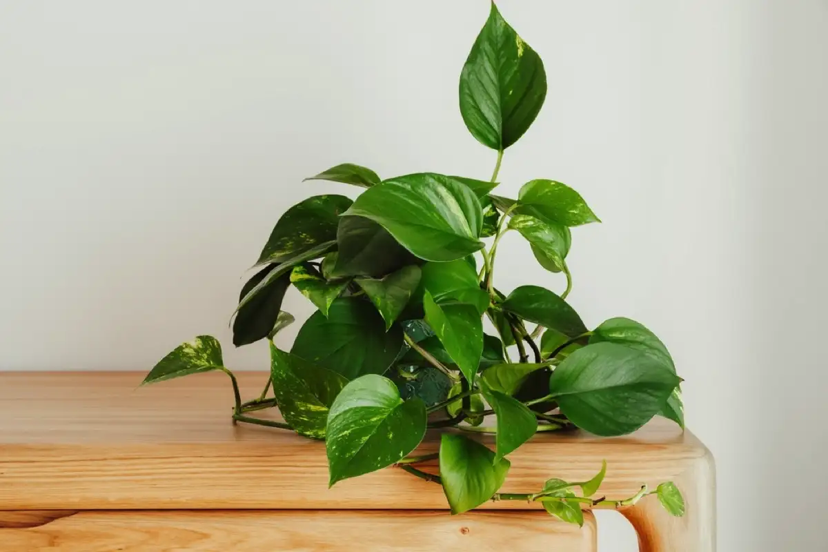 Viisi huonekasvia: Ikivihreää kauneutta kotiin ilman stressiä