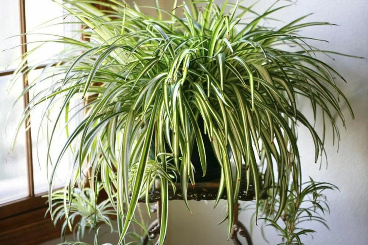 Viisi huonekasvia: Ikivihreää kauneutta kotiin ilman stressiä