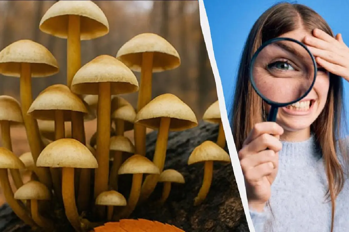 Löydä 3 pientä eroa 11 sekunnissa – tämä on ehkä addiktoivin ja rehellisin aivo testi, jonka voit tehdä juuri nyt