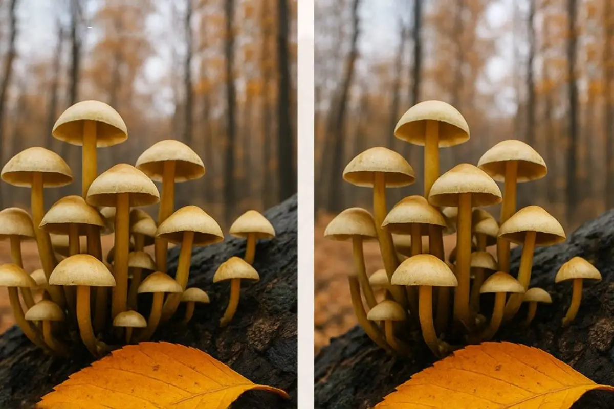 Löydä 3 pientä eroa 11 sekunnissa – tämä on ehkä addiktoivin ja rehellisin aivo testi, jonka voit tehdä juuri nyt