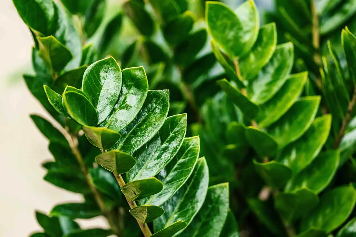 ZZ-kasvi: Kestävä huonekasvi, joka selviää kaikesta