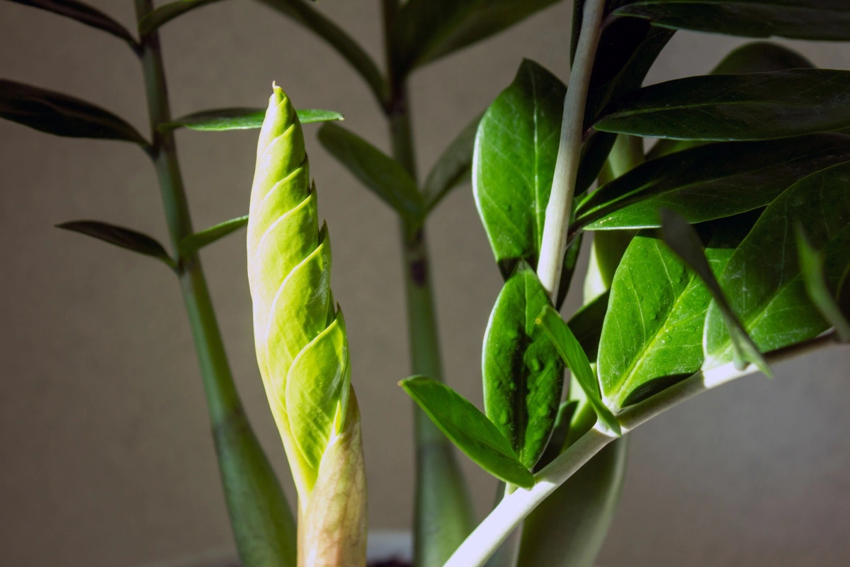 ZZ-kasvi: Kestävä huonekasvi, joka selviää kaikesta