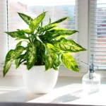Dieffenbachia – kaunis myrkky olohuoneessa