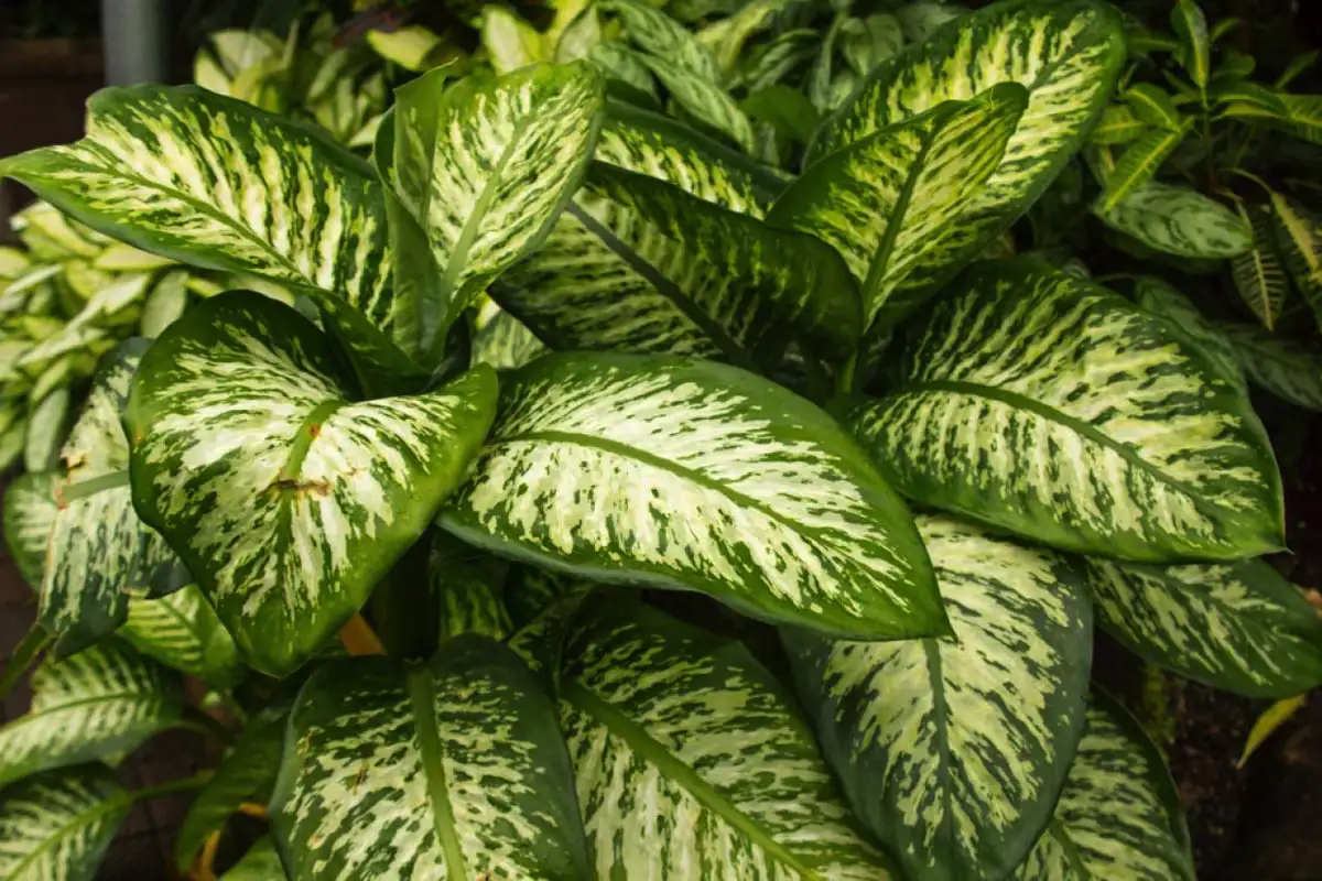 Dieffenbachia – kaunis myrkky olohuoneessa