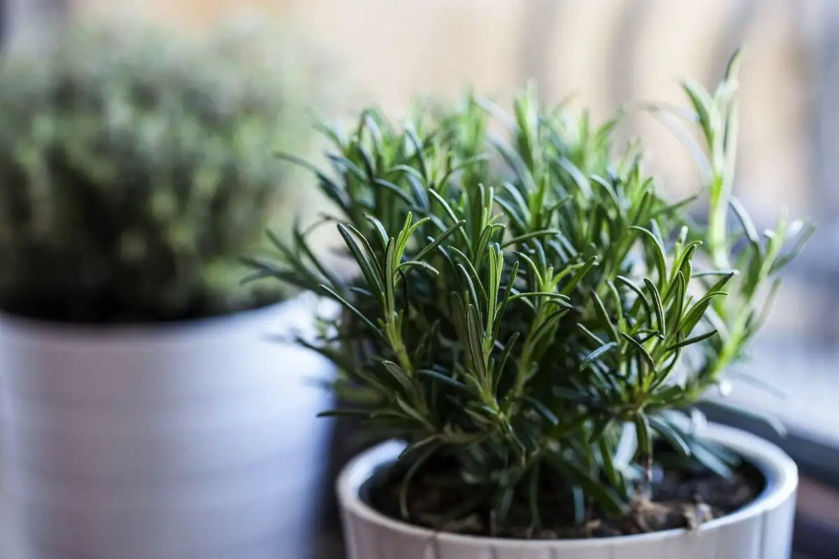 Harmaat hiukset katoavat kuin itsestään – tämä kahden raaka-aineen kotikonsti palauttaa tummat hiuksesi kuukaudessa ilman ainuttakaan värjäystä