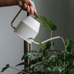 Huonekasvien pelastus – miksi ruokasooda on paras ystävä, jonka viherkasvisi voivat saada