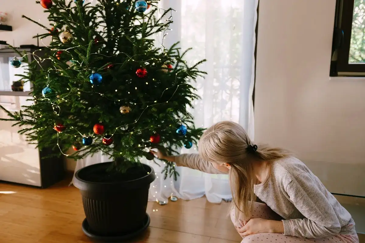 Pidennä joulukuusen ikää: miten hoidat sitä oikein, jotta neulaset eivät varise ja oksat eivät roiku