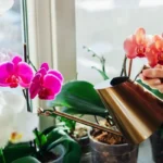 Näin orkidea kastellaan niin, että se kukkii kuin hullu eikä koskaan mätäne – kolme nerokasta tapaa, jotka pelastavat vaikka kaikkein toivottomimman tapauksen