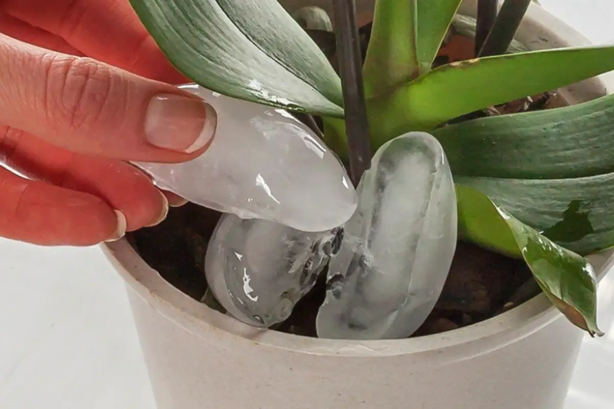 Näin orkidea kastellaan niin, että se kukkii kuin hullu eikä koskaan mätäne – kolme nerokasta tapaa, jotka pelastavat vaikka kaikkein toivottomimman tapauksen