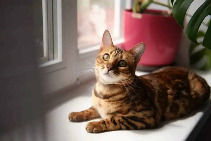 Päivittäiset aktiviteetit, joita kissa tarvitsee ollakseen täysin onnellinen – vaikka se elääkin turvallisessa kodissa