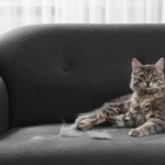 Kissankarvojen poisto on nyt naurettavan helppoa – kostutetut kumihanskat vievät karvat mennessään alle viidessä minuutissa ilman imuria, teippiä tai ärsytystä