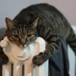 Voivatko kissat oikeasti haistaa huomisen pakkasen? Tiedemiehet seurasivat tuhansia kissoja vuosien ajan