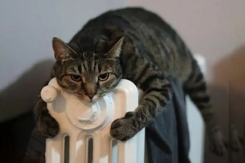 Voivatko kissat oikeasti haistaa huomisen pakkasen? Tiedemiehet seurasivat tuhansia kissoja vuosien ajan