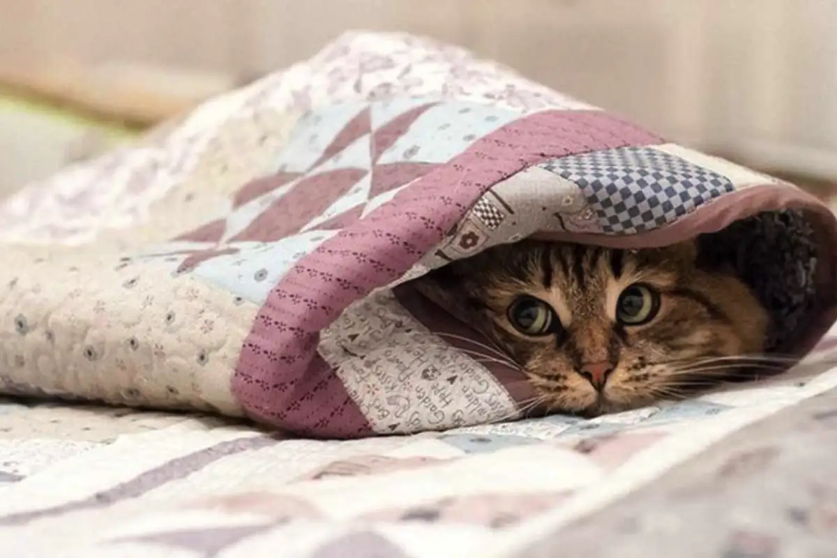 Voivatko kissat oikeasti haistaa huomisen pakkasen? Tiedemiehet seurasivat tuhansia kissoja vuosien ajan