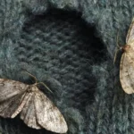 Koi kotiin ilmestymässä – mitä se oikeasti tarkoittaa, kun yöperhosia alkaa lentää huoneissa ja vaatekaapeissa