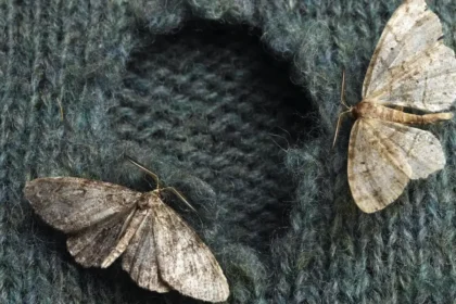 Koi kotiin ilmestymässä – mitä se oikeasti tarkoittaa, kun yöperhosia alkaa lentää huoneissa ja vaatekaapeissa