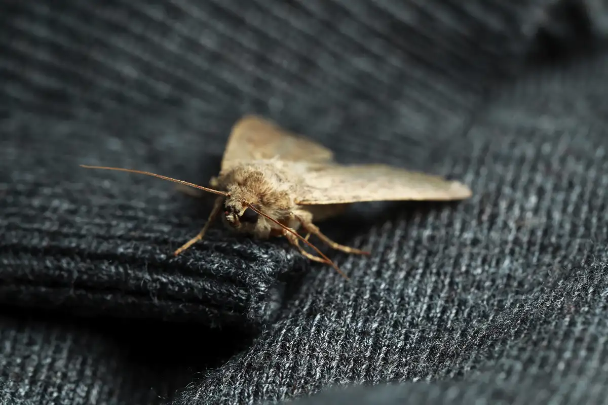 Koi kotiin ilmestymässä – mitä se oikeasti tarkoittaa, kun yöperhosia alkaa lentää huoneissa ja vaatekaapeissa