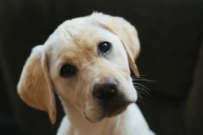 Kun koira kallistaa päätään, se sanoo “rakastan sinua enemmän kuin mitään” – näin ymmärrät koirasi syvimmän viestin ja vahvistat ikuista sidettä