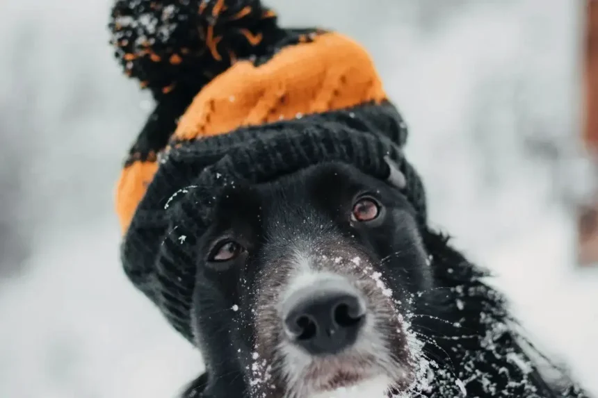 Mitä tapahtuu koiran nenälle pakkasella – ja miksi se joskus ”painaa nenänsä lumeen”