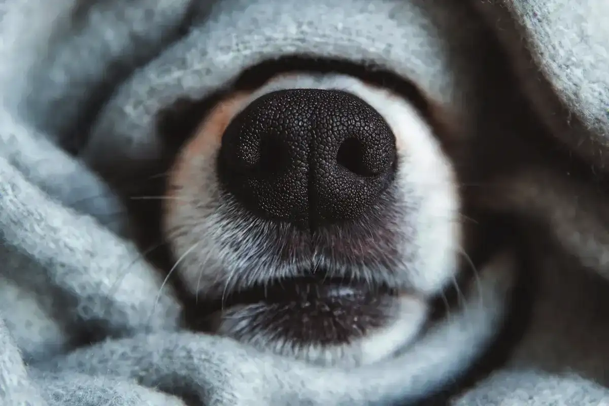 Mitä tapahtuu koiran nenälle pakkasella – ja miksi se joskus ”painaa nenänsä lumeen”