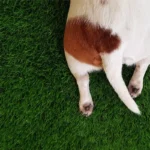 Koiran pakarat lattiaa vasten: se kiusallinen kelkkailu, joka ei ole vitsi, vaan huuto avusta – ja mitä siinä oikeasti tapahtuu