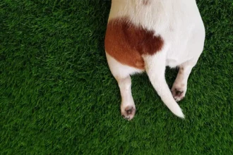 Koiran pakarat lattiaa vasten: se kiusallinen kelkkailu, joka ei ole vitsi, vaan huuto avusta – ja mitä siinä oikeasti tapahtuu