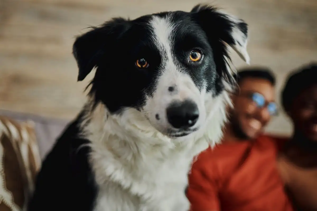 Mitä tarkoittaa, jos koirasi tuijottaa sinua ja räpäyttelee silmiään jatkuvasti – ja miksi se on positiivista