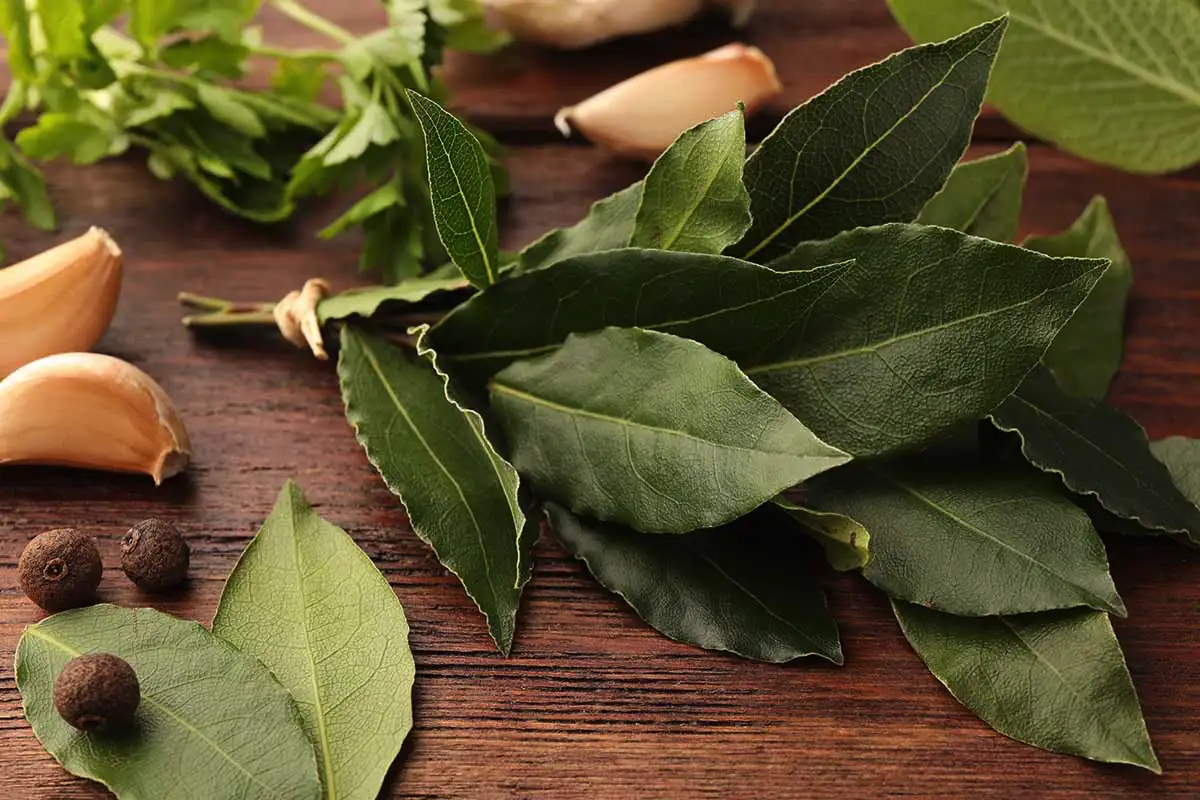 Laakerinlehdet laukussa tai repussa – näin yksinkertainen tapa voi tuoda suojaa, selkeyttä ja hyvää energiaa koko päiväksi