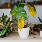 Liiallinen kastelu tappaa huonekasvisi salakavalammin kuin kuivuus – ja tämä on se virhe, joka vie 9 kasvia kymmenestä ennen aikojaan