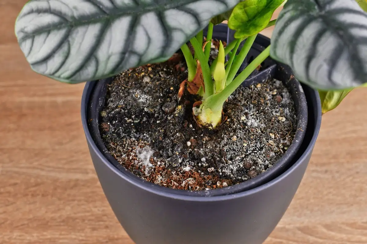 Liiallinen kastelu tappaa huonekasvisi salakavalammin kuin kuivuus – ja tämä on se virhe, joka vie 9 kasvia kymmenestä ennen aikojaan