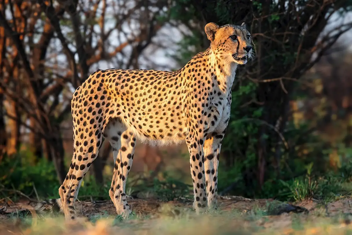 Maailman nopeimmat eläimet – nämä luvut saavat sinut haukkomaan henkeäsi