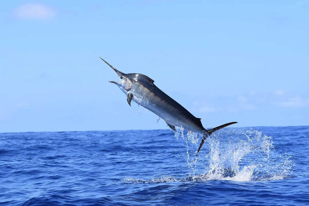 Maailman nopeimmat eläimet – nämä luvut saavat sinut haukkomaan henkeäsi