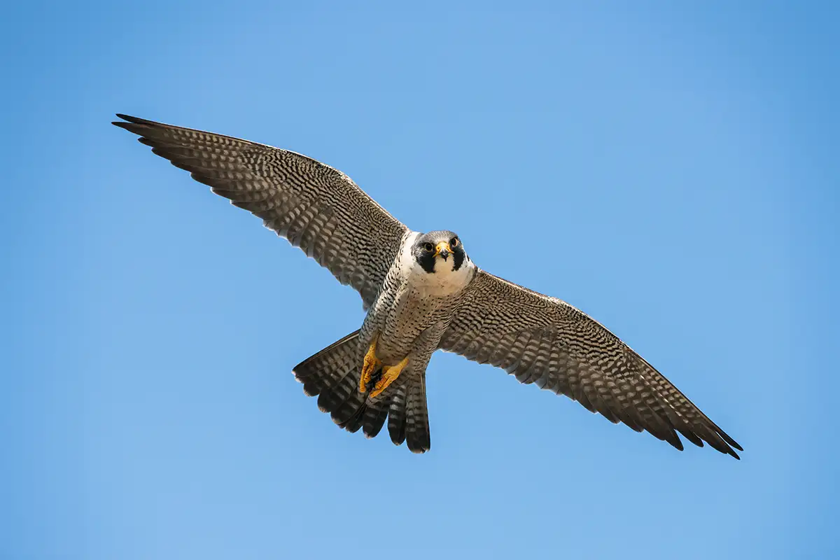 Maailman nopeimmat eläimet – nämä luvut saavat sinut haukkomaan henkeäsi