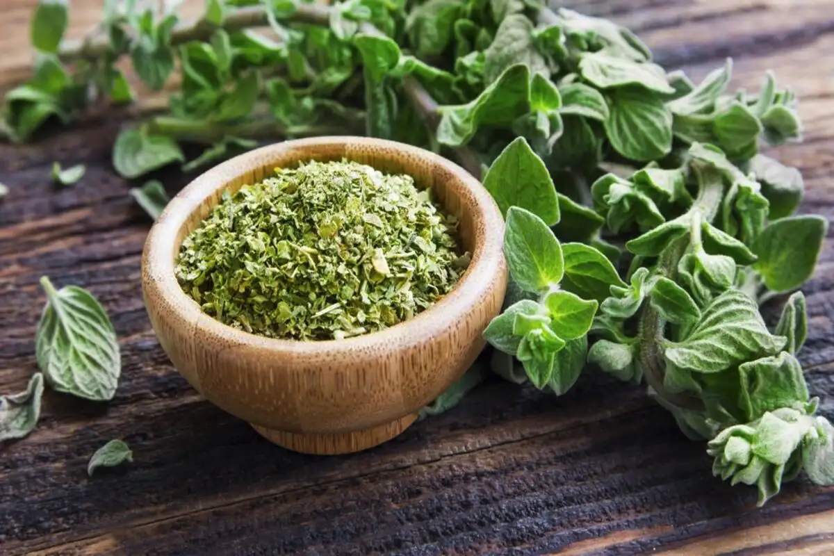 Oregano on luonnon oma supervoima – nämä terveysvaikutukset saavat sinut laittamaan sitä jokaiseen ruokaan ympäri vuoden