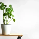 Peikonlehti – näin lannoitat oikein ja saat lehdet kasvamaan jopa metrin kokoisiksi