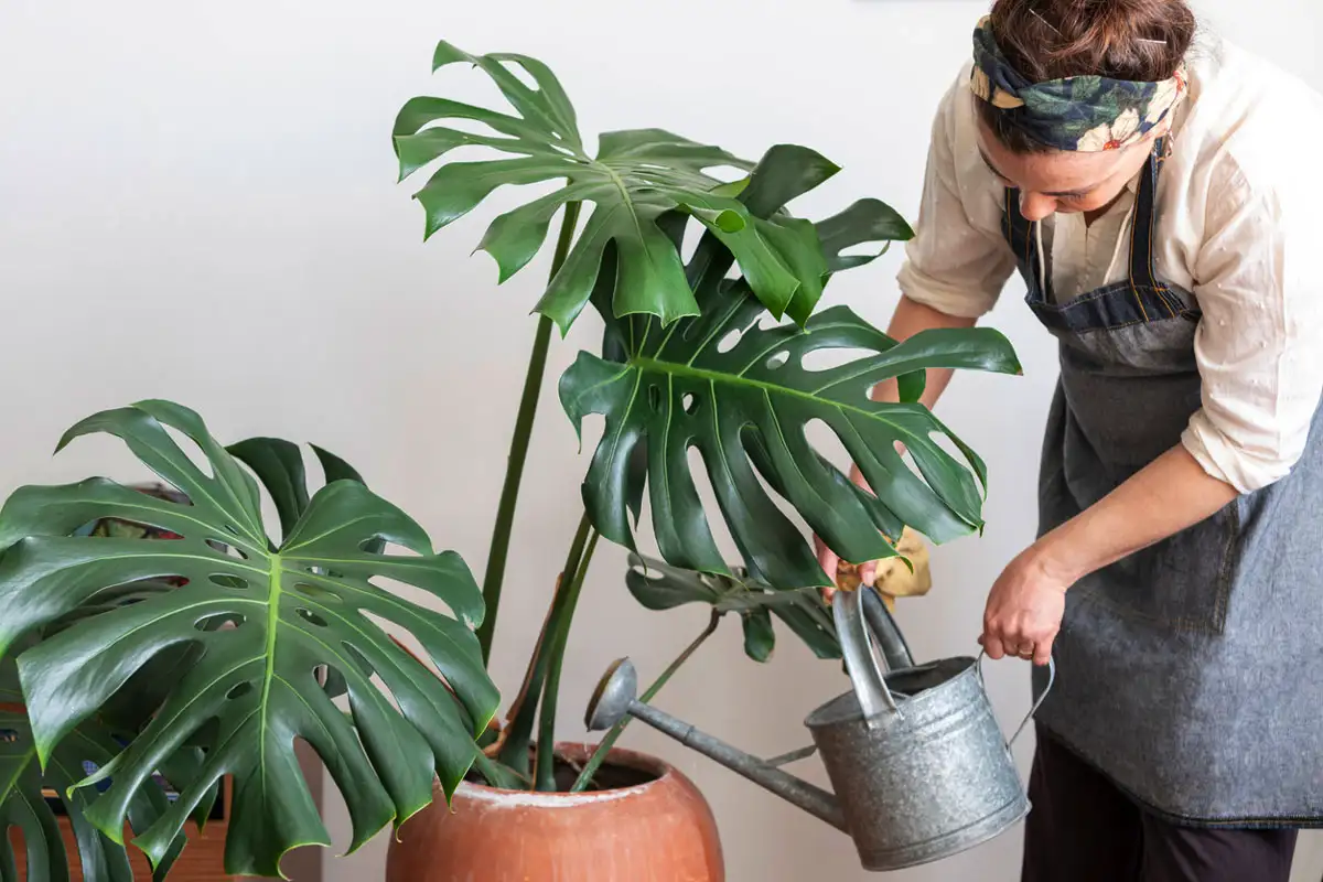 Peikonlehti – näin lannoitat oikein ja saat lehdet kasvamaan jopa metrin kokoisiksi