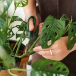 Peikonlehti leikkaus – täydellinen ajoitus ja tekniikka, jolla saat siitä unelmiesi viherjätin