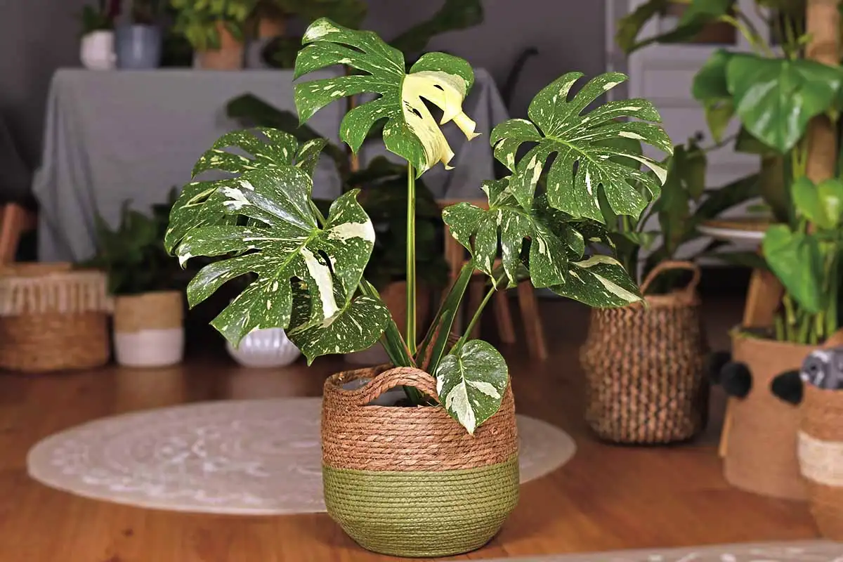 Peikonlehti leikkaus – täydellinen ajoitus ja tekniikka, jolla saat siitä unelmiesi viherjätin