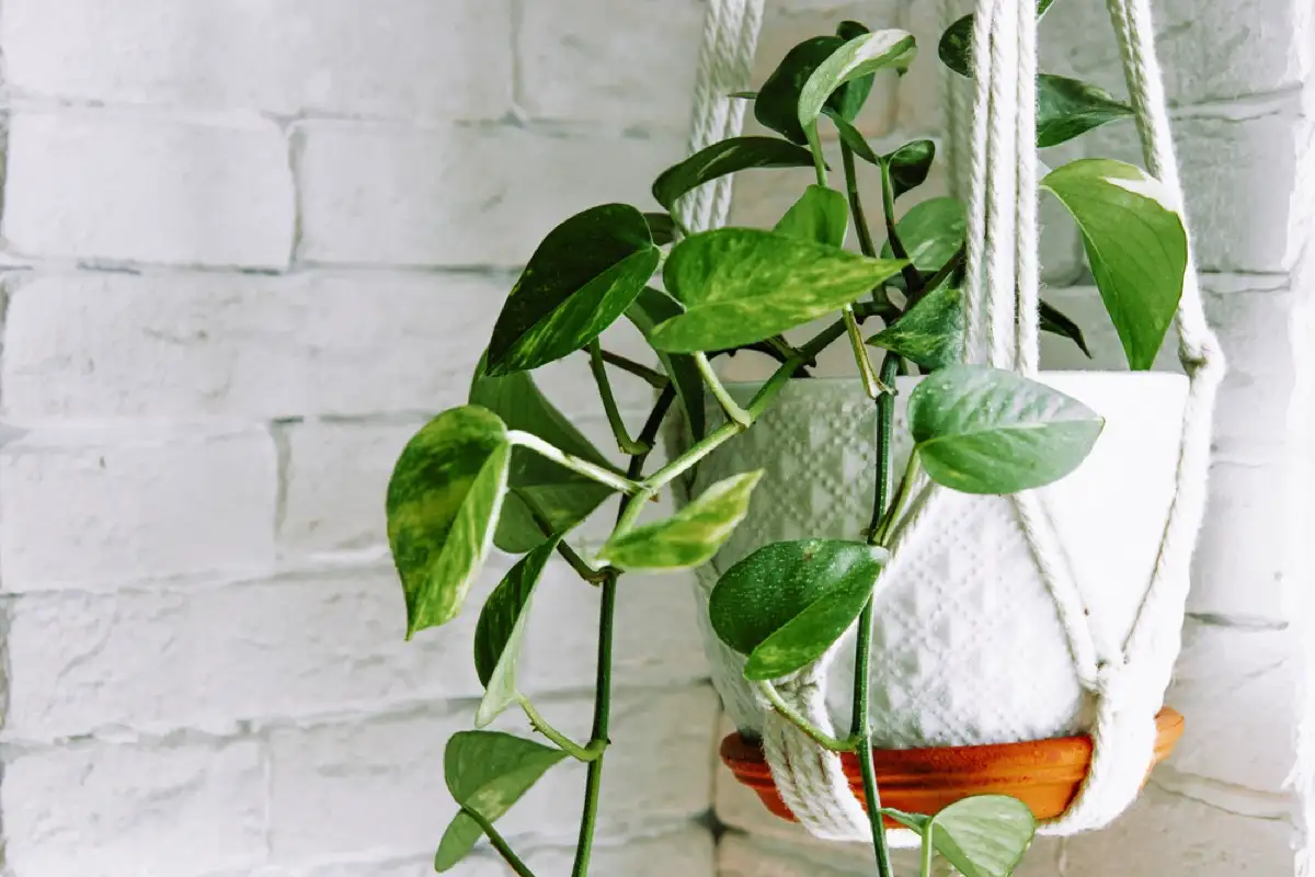 Peikonlehti on kodin paras kaveri – kymmenen syytä, miksi se kuuluu jokaiseen suomalaiseen kotiin juuri nyt